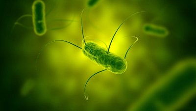 Salmonella enteritidis